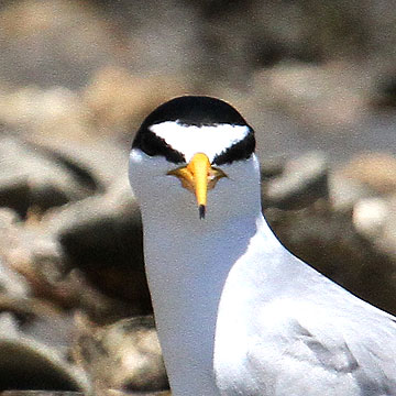Least Tern, en route Bulls Island, Cape Romain NWR, 05/02/2015