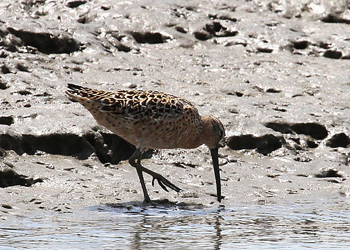 Short-billed Dowitcher, en route Bulls Island, Cape Romain NWR, 05/02/2015