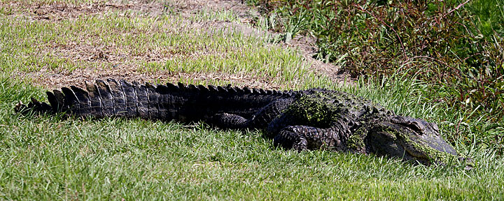 American Alligator, Bulls Island, Cape Romain NWR, 05/02/15