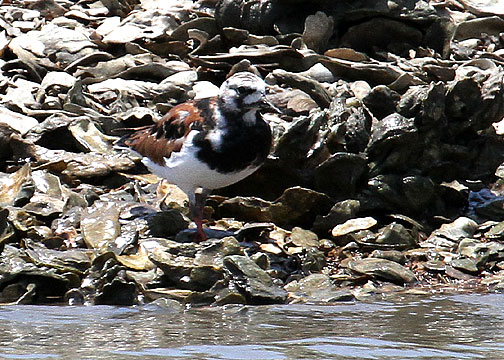 Ruddy Turnstone, returning from Bulls Island, Cape Romain NWR, 05/02/15
