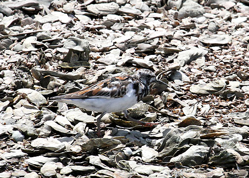 Ruddy Turnstone, returning from Bulls Island, Cape Romain NWR, 05/02/15