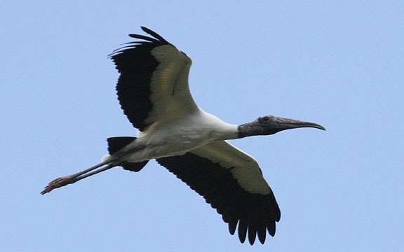 Wood Stork, Donnelley WMA, Green Pond, 05/03/15