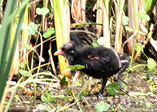 Common Gallinule chick, Donnelley WMA, Green Pond, 05/03/15