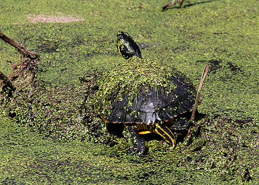 Yellow-bellied Slider, Cypress Wetlands, Port Royal, 05/03/15