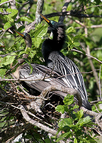 Anhinga pair, Cypress Wetlands, Port Royal, 05/03/2015