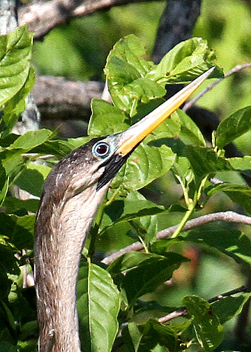 Anhinga female, Cypress Wetlands, Port Royal, 05/03/2015