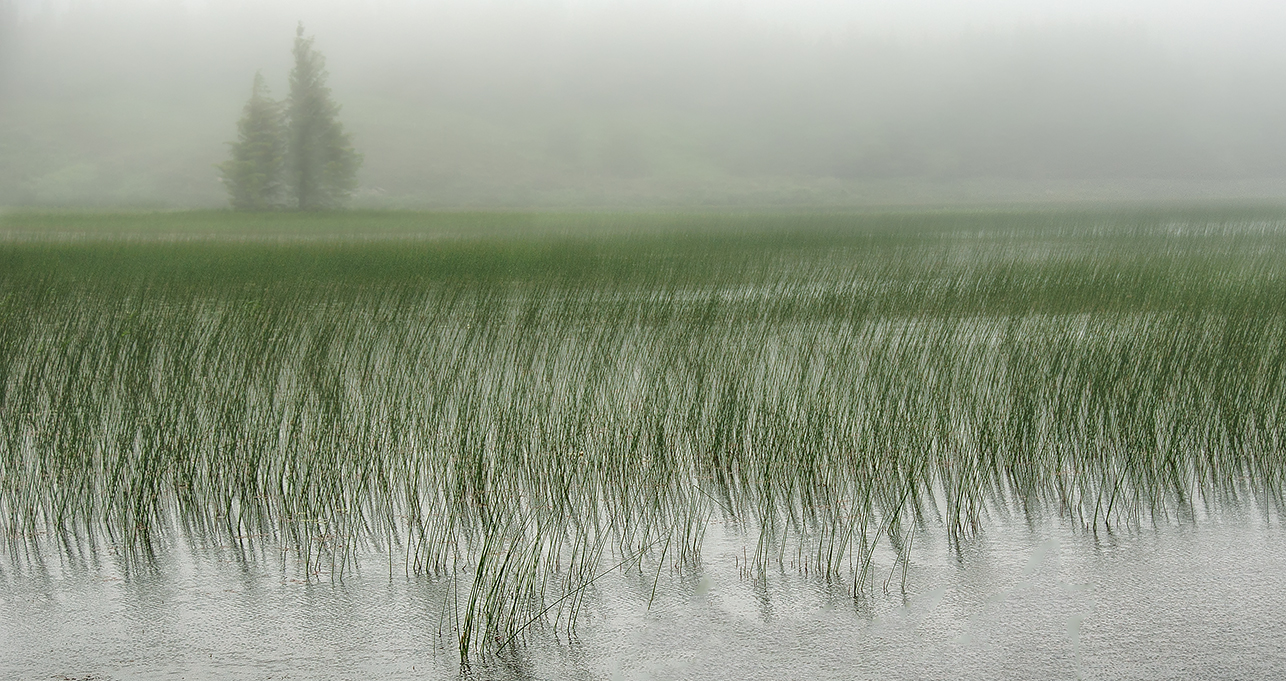 A misty morning at the reed bed - second version
