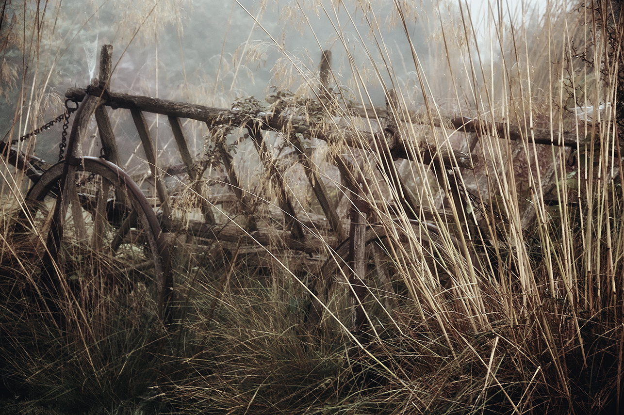 Seen on a misty morning