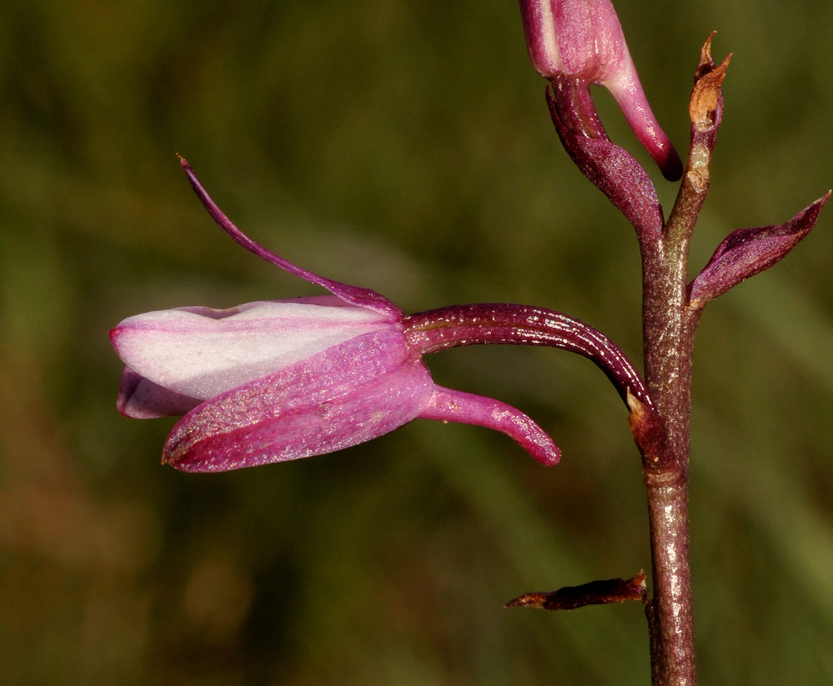 Eulophia hians. Close-up side.