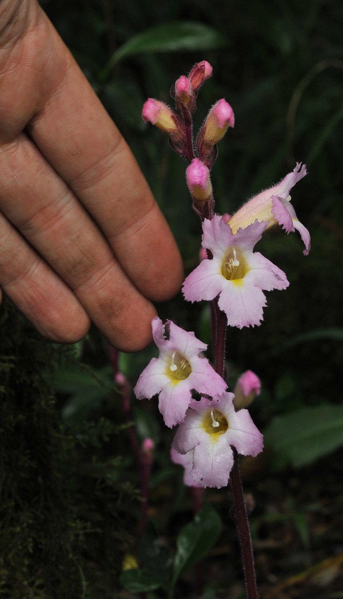 Harveya huttoni. Close-up with hand. 