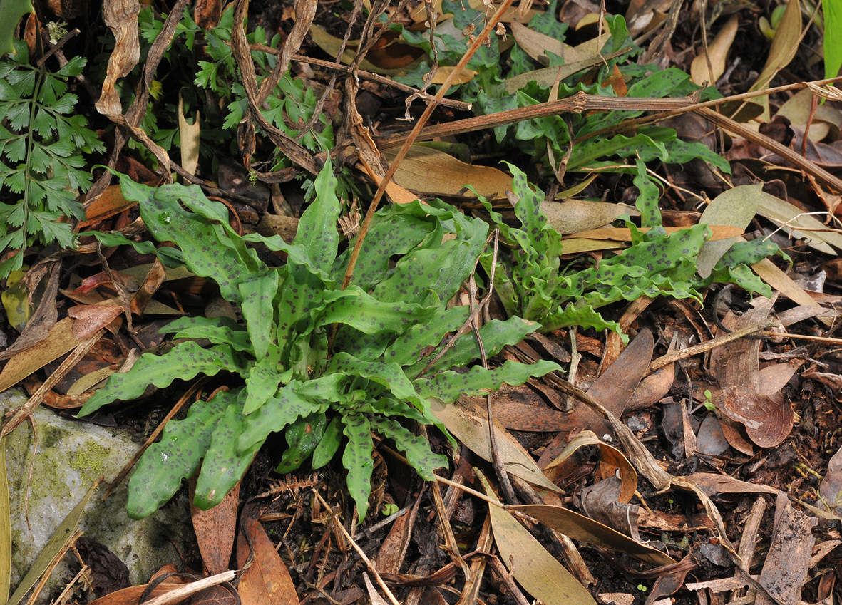 Stenoglottis fimbriata