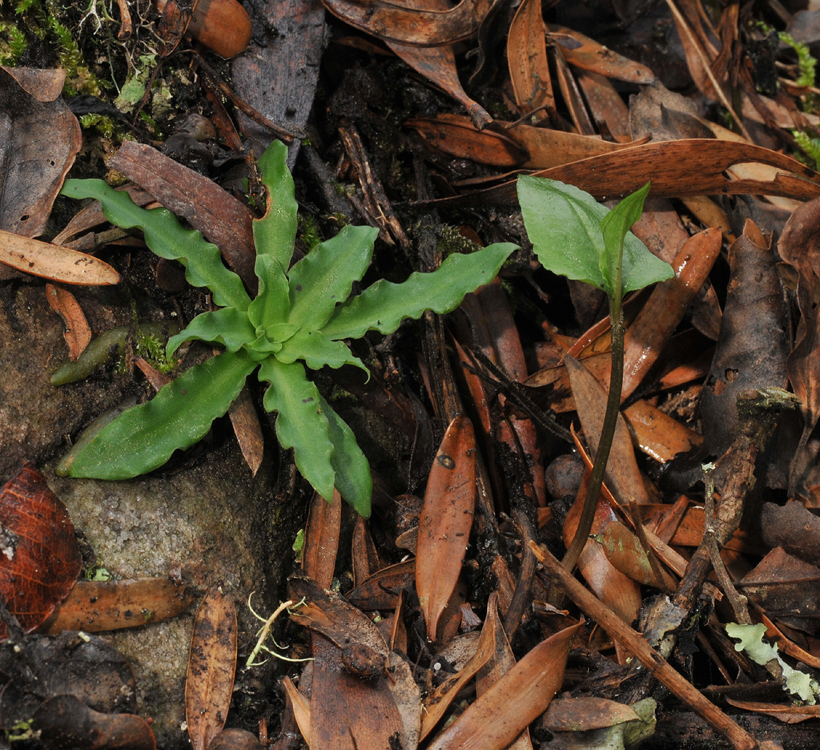 Stenoglottis fimbriata and Disperis sp.
