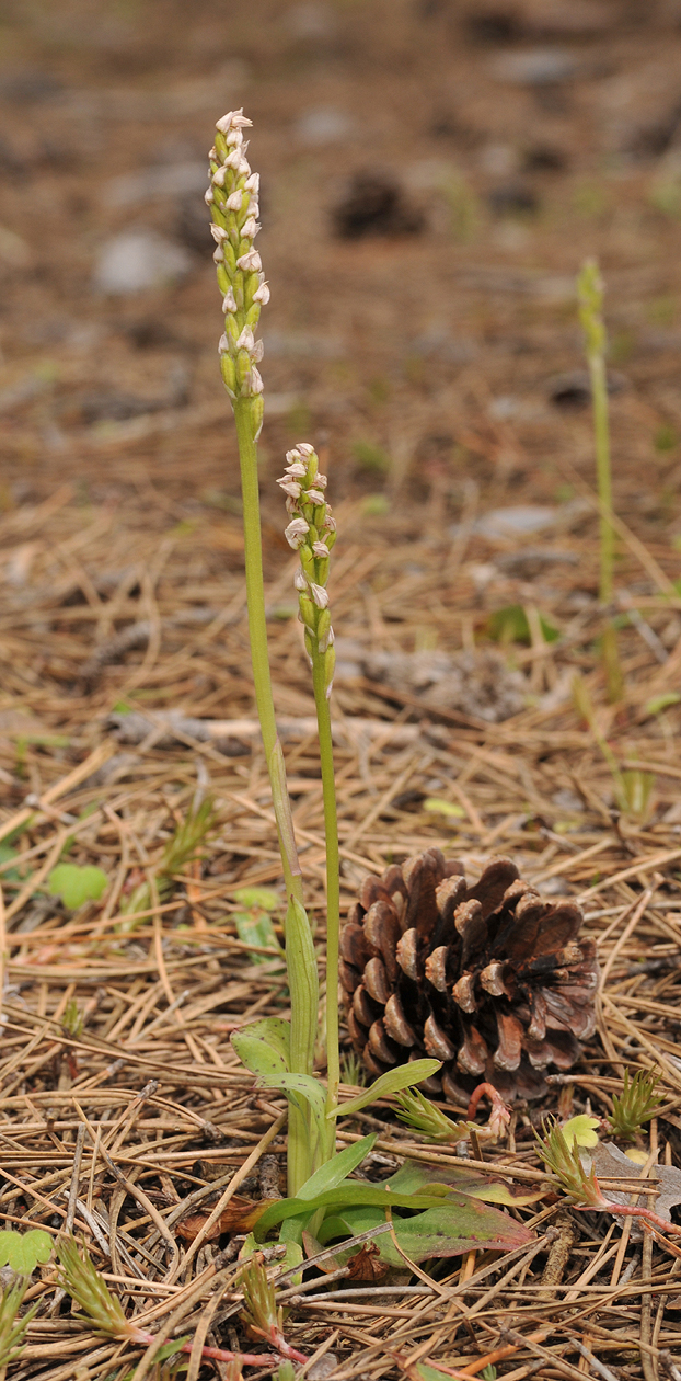 Neotinea maculata