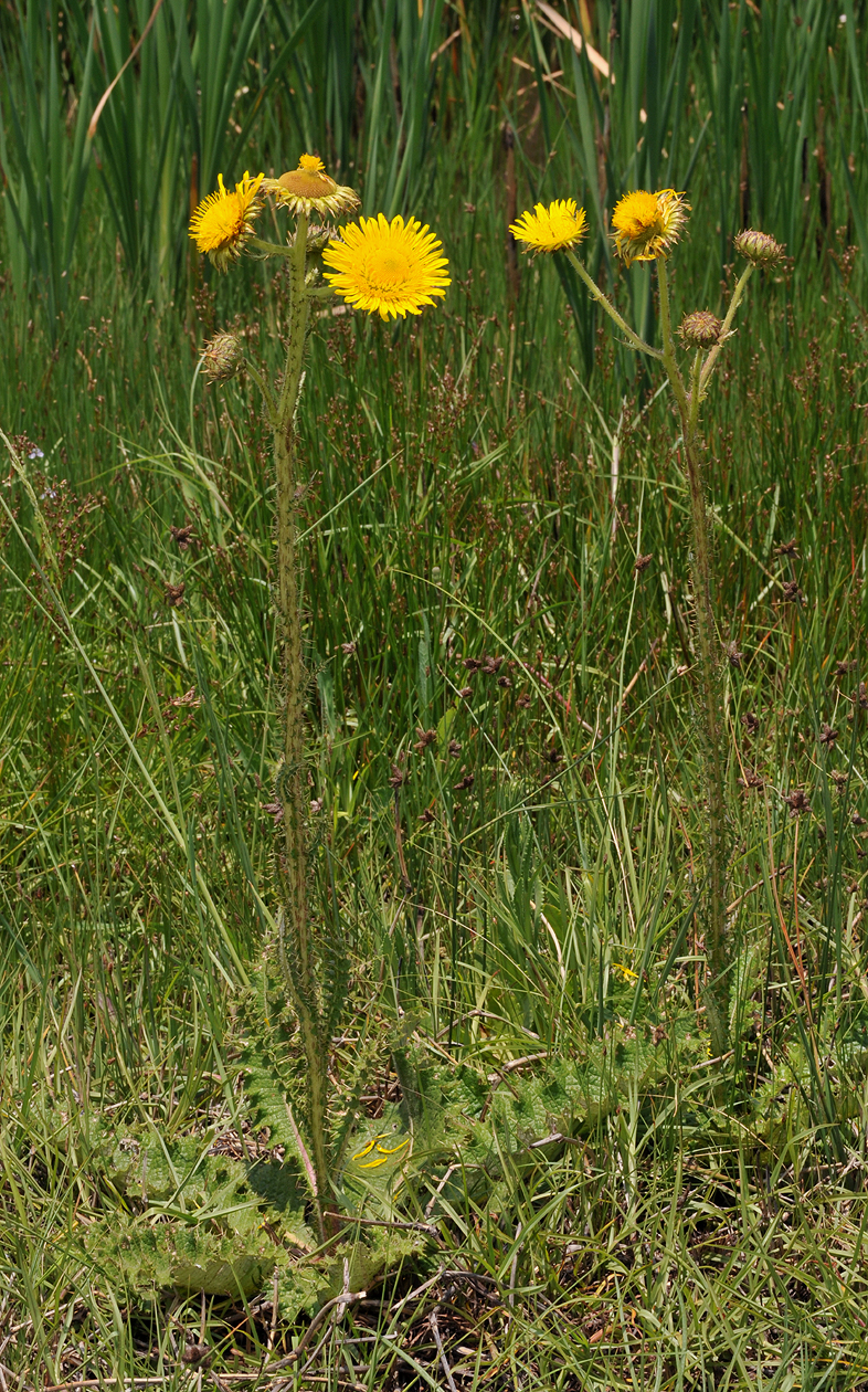 Berkheya sp.jpg