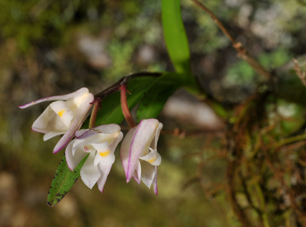 Polystachya ottoniana. Closer.