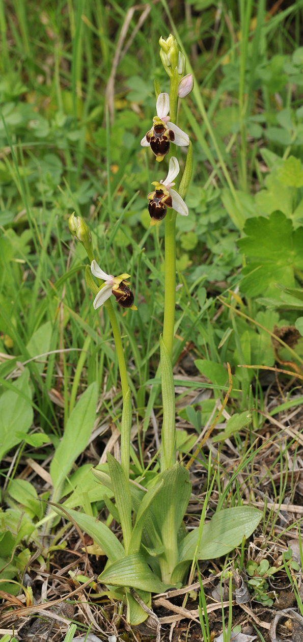 Ophrys hygrophila