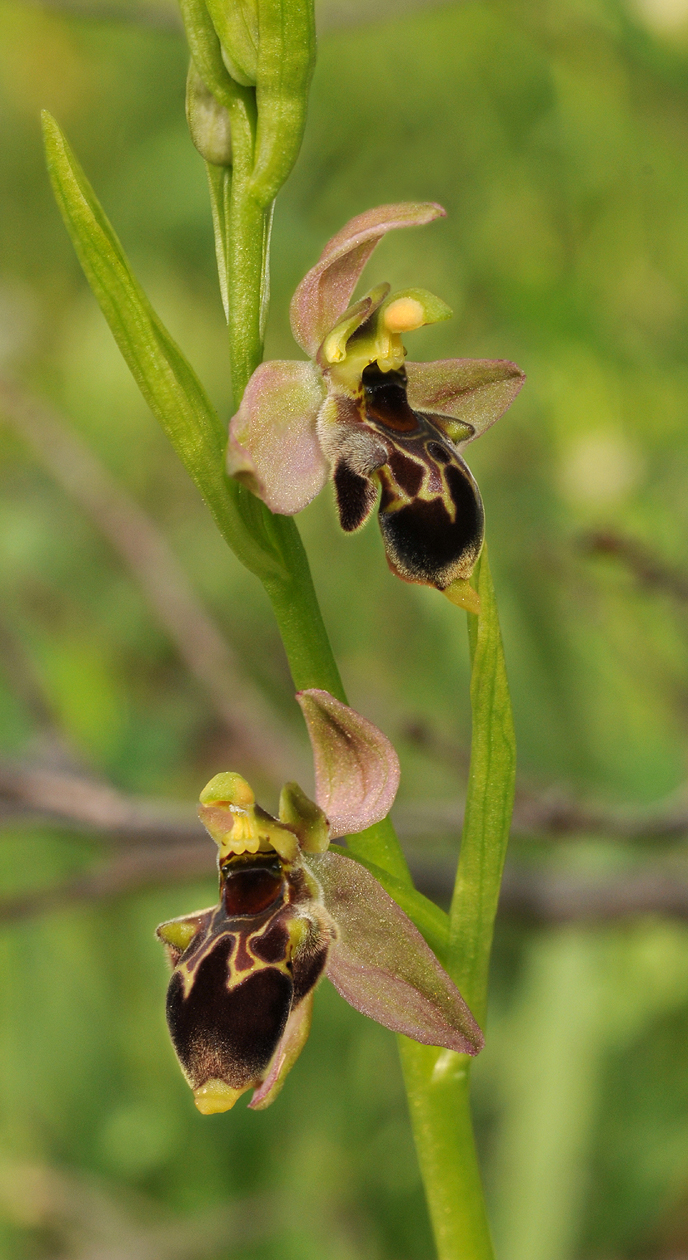 Ophrys hygrophila. Closer. Mutant.