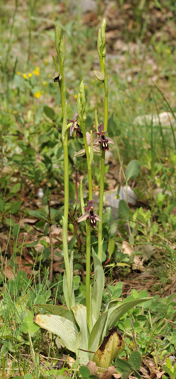 Ophrys cilicica