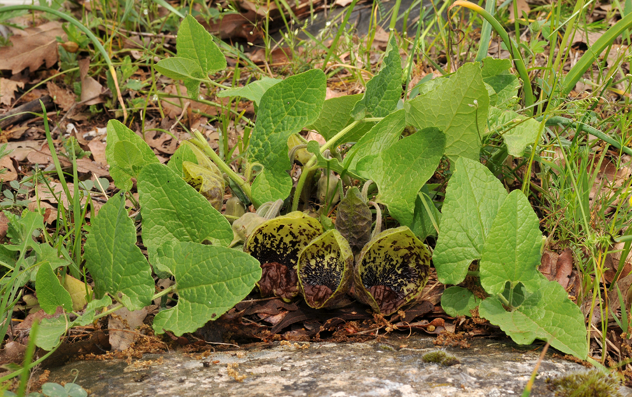Aristolochia stenosiphon