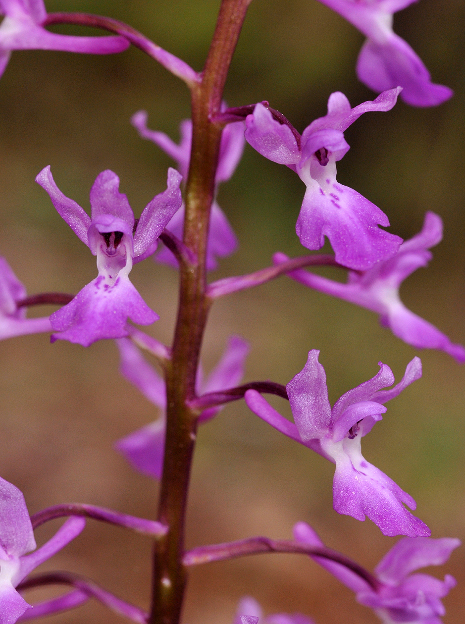 Orchis pinetorum. Closer.