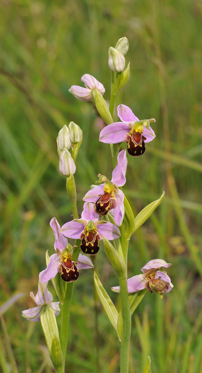 Ophrys apifera. Closer.