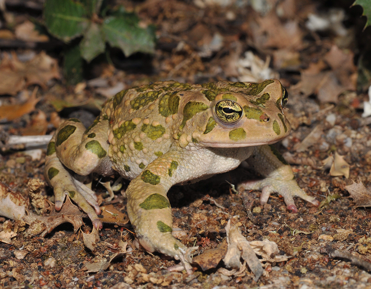 Bufo viridis