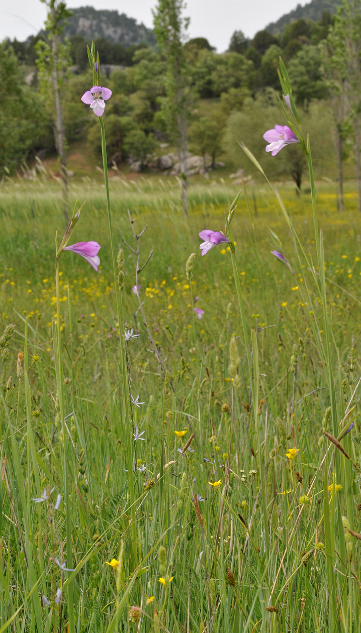 Gladiolus sp.