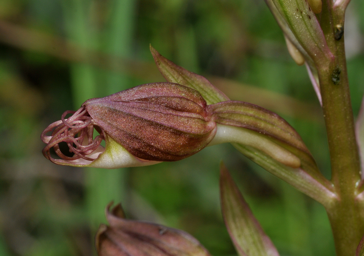 Himantoglossum comperianum. Close-up bud.