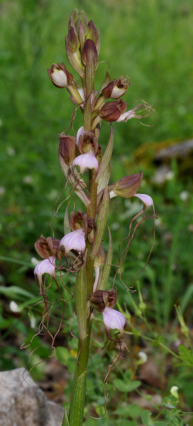 Himantoglossum comperianum. Closer.