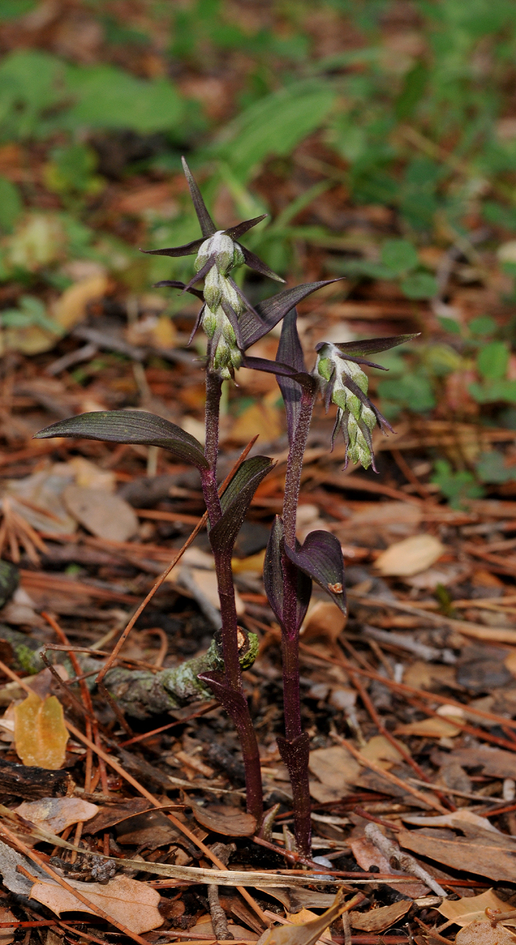 Epipactis microphylla in bud.jpg