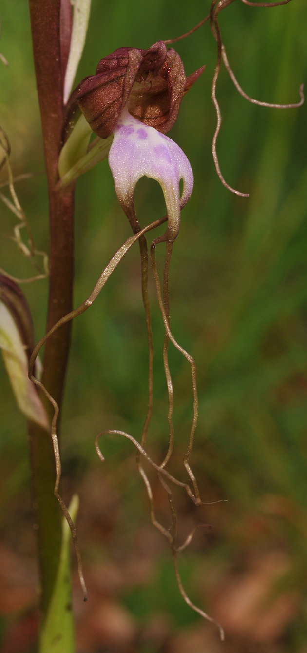 Himantoglossum comperianum. Close-up.