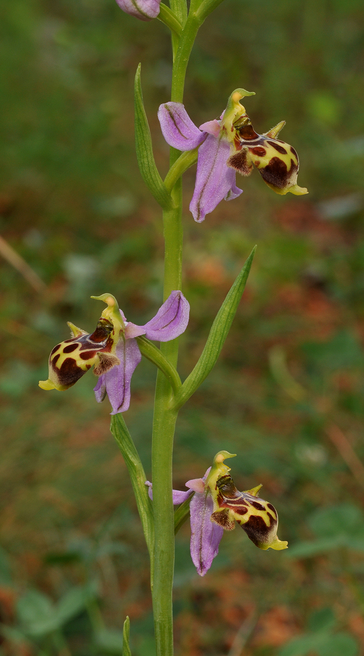Ophrys phrygia. Closer.