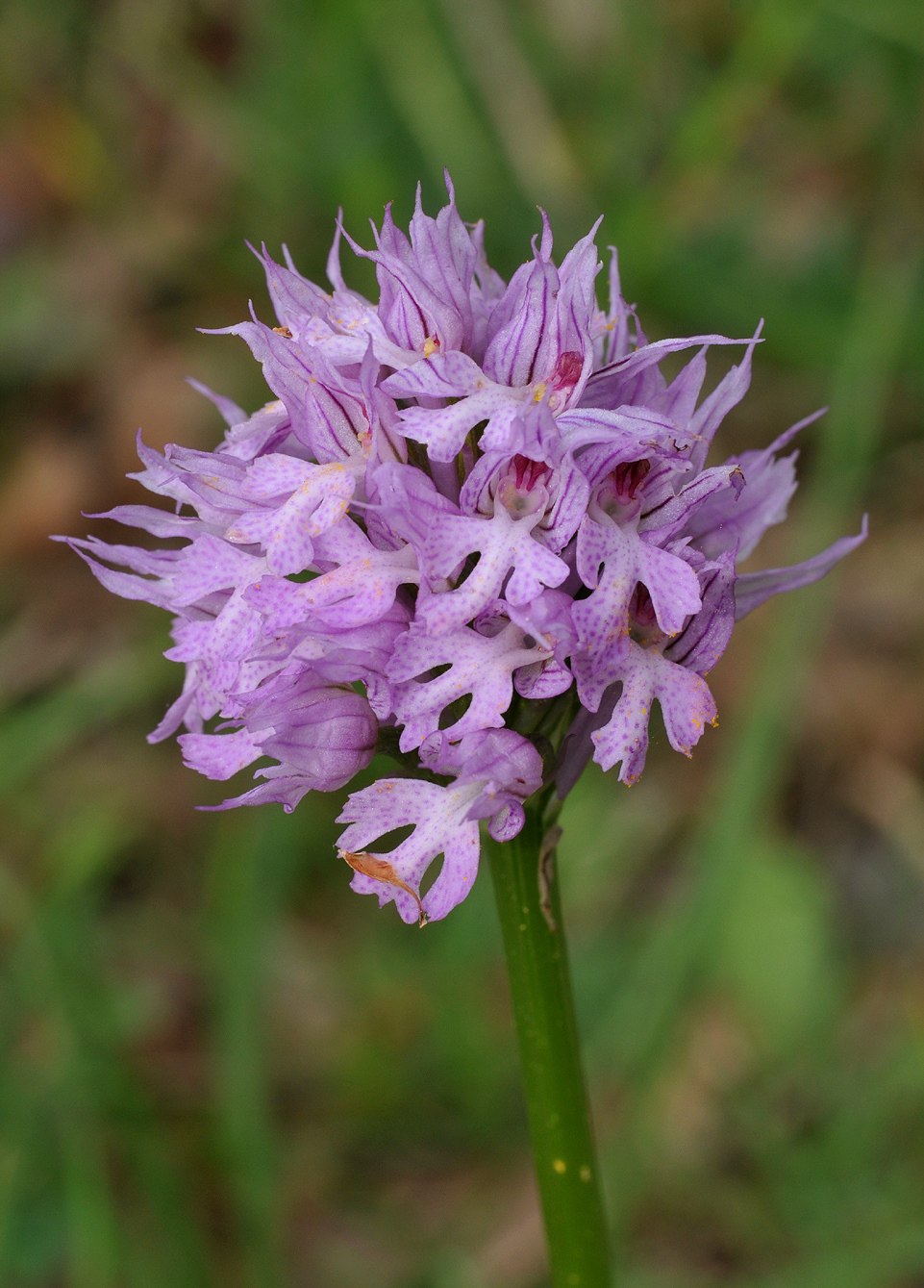 Neotinea tridentata. Closer.