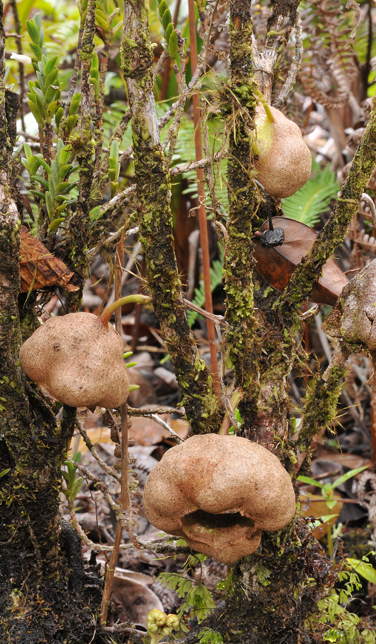 Tambourissa cordifolia