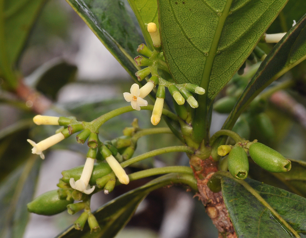 Antirhea borbonica. Close-up.