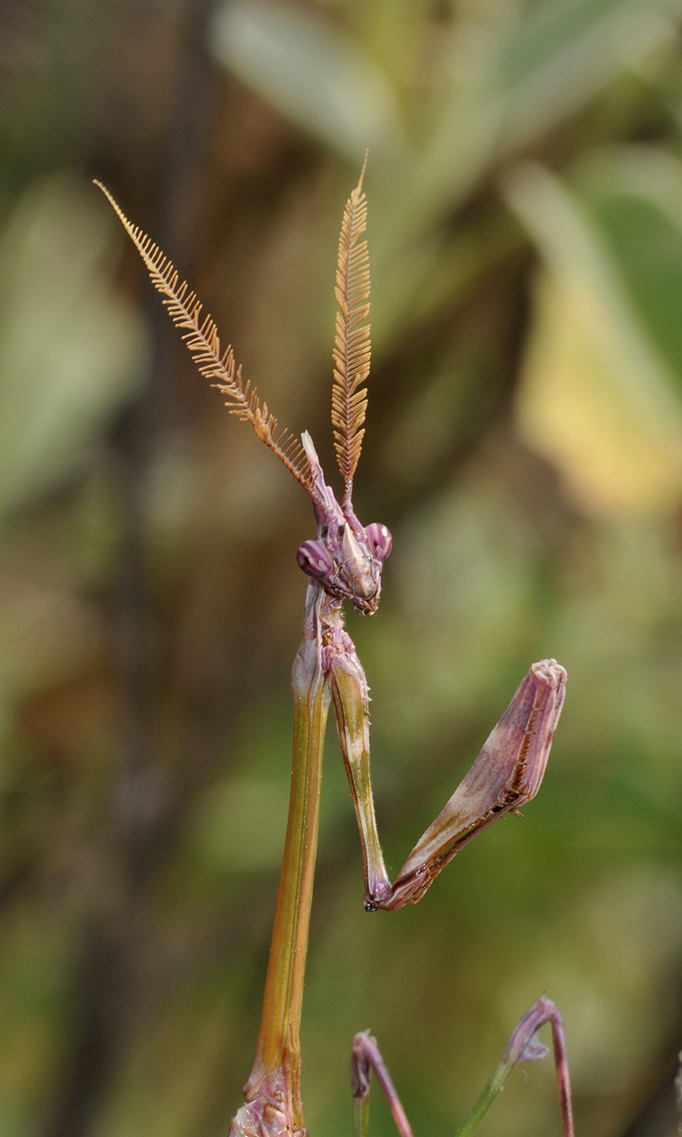 Empusa fasciata. Male. Close-up.