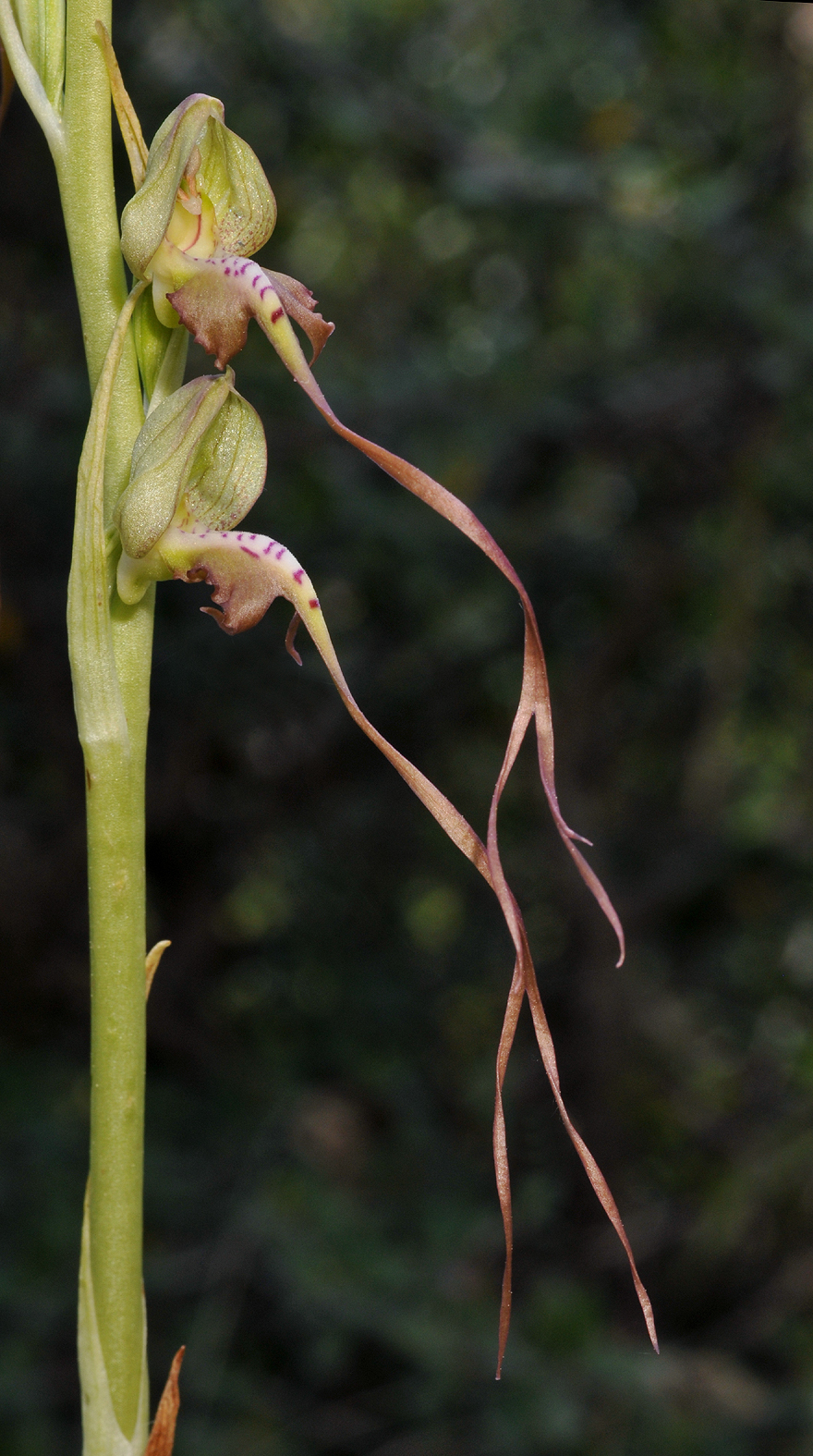 Himantoglossum montis-tauri. Close-up.