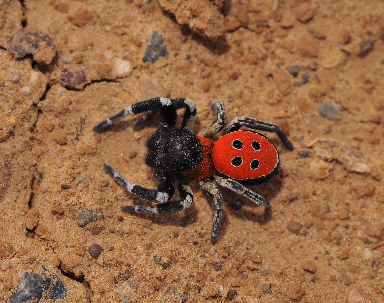 Eresus walckenaerius