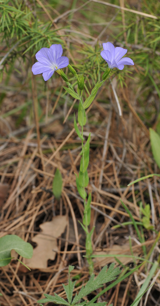 Linum sp.