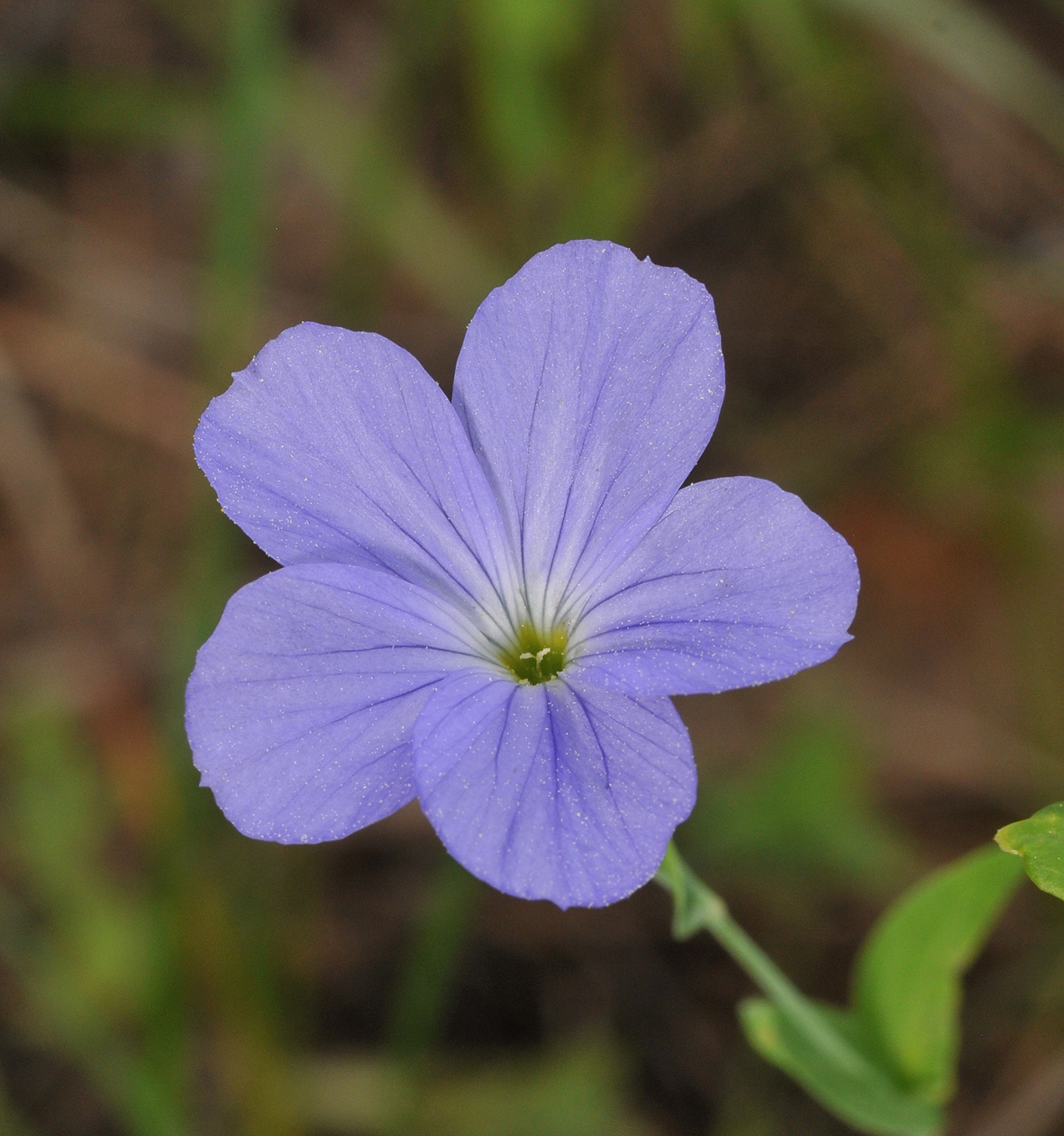 Linum sp. Close-up.