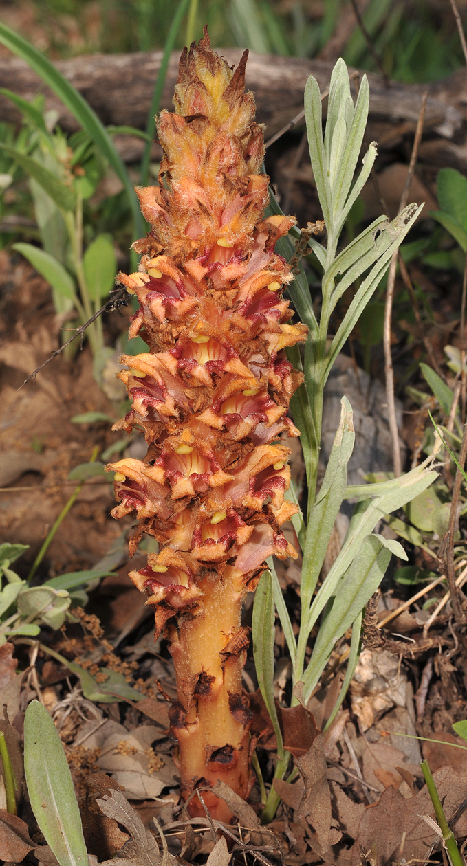 Orobanche anatolica