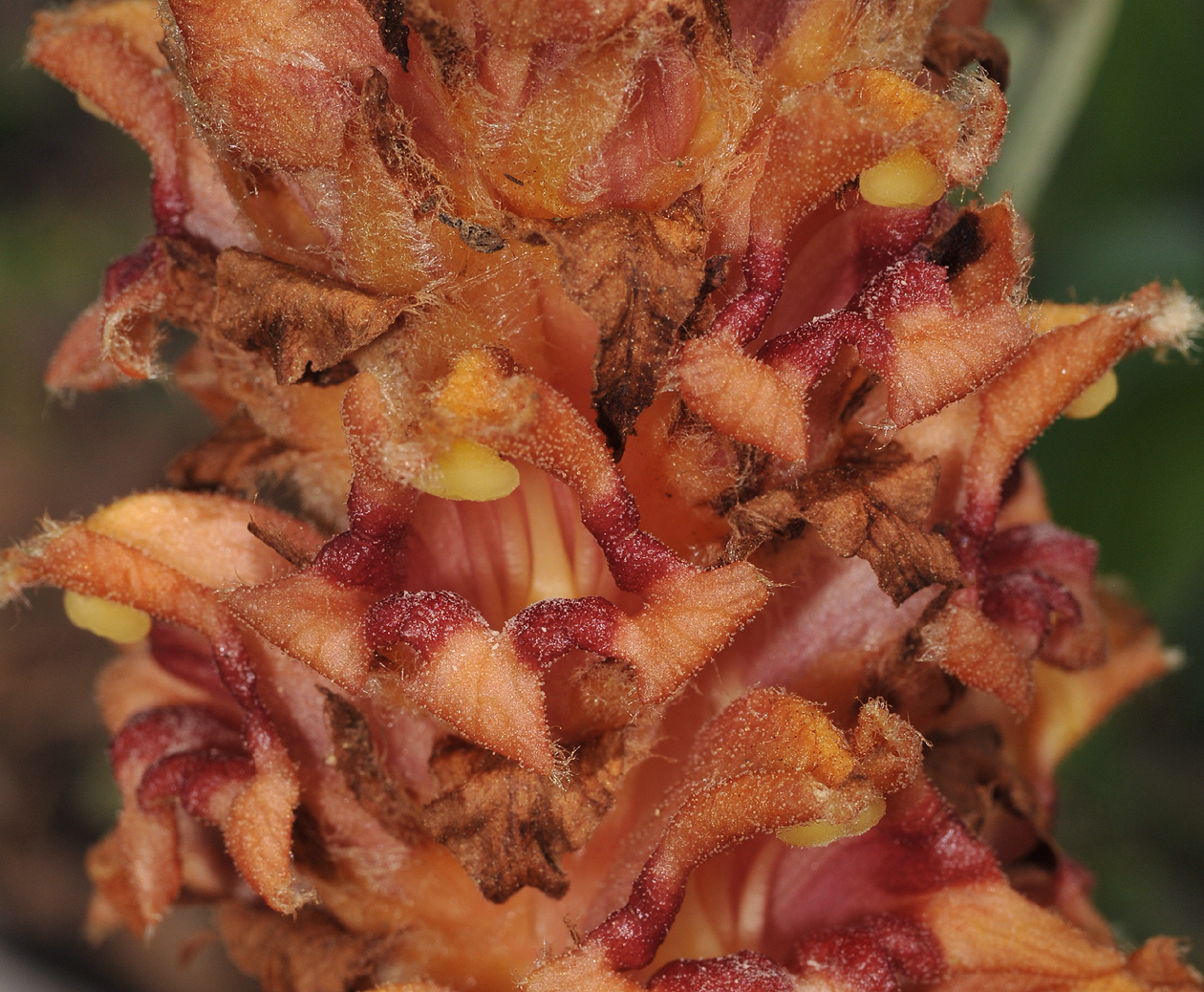 Orobanche sp. Close-up.