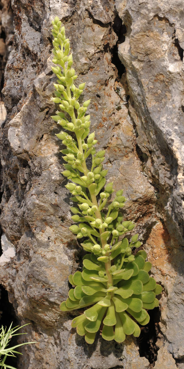 Succulent with minty scent.