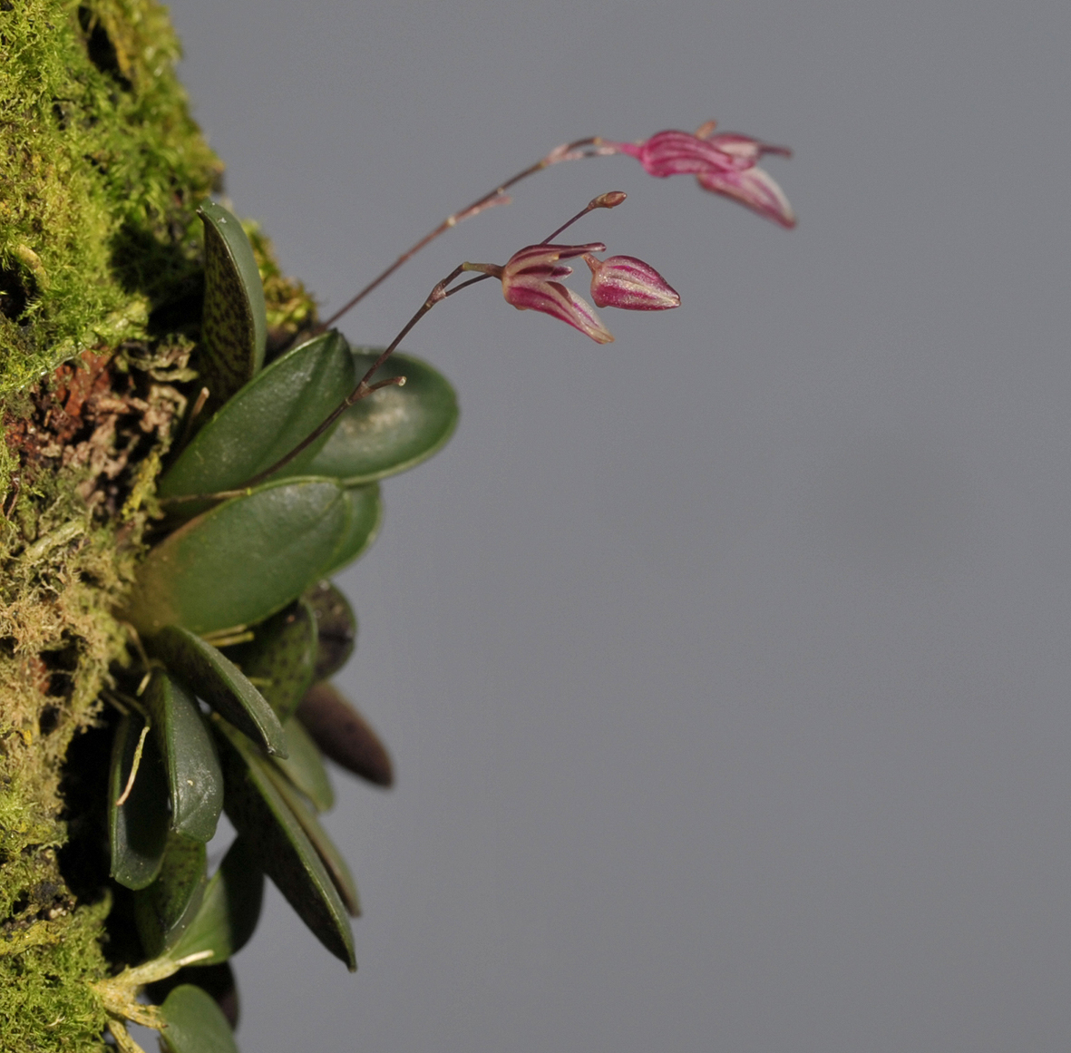 Pleurothallis grobyi complex. 