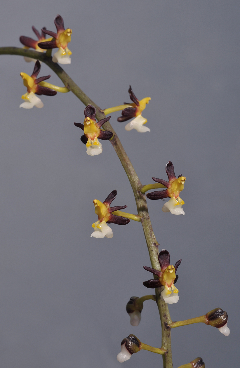 Cleisostoma fuerstenbergianum. Closer.