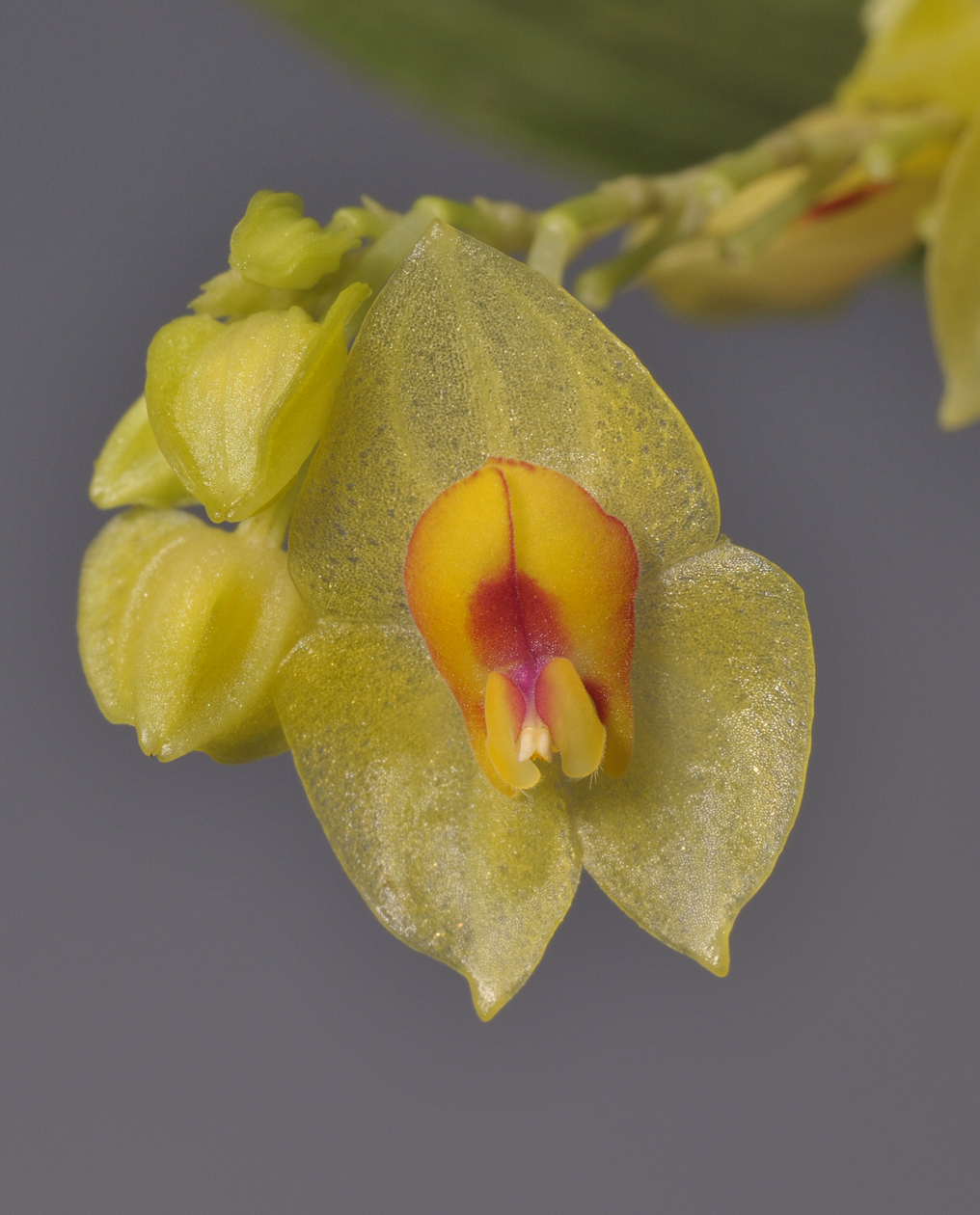 Lepanthes gargantua Close-up.