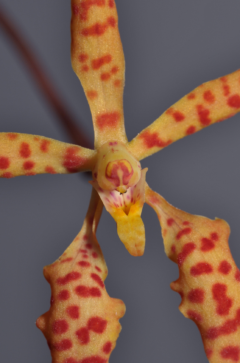 Renanthera monachica. Close-up.