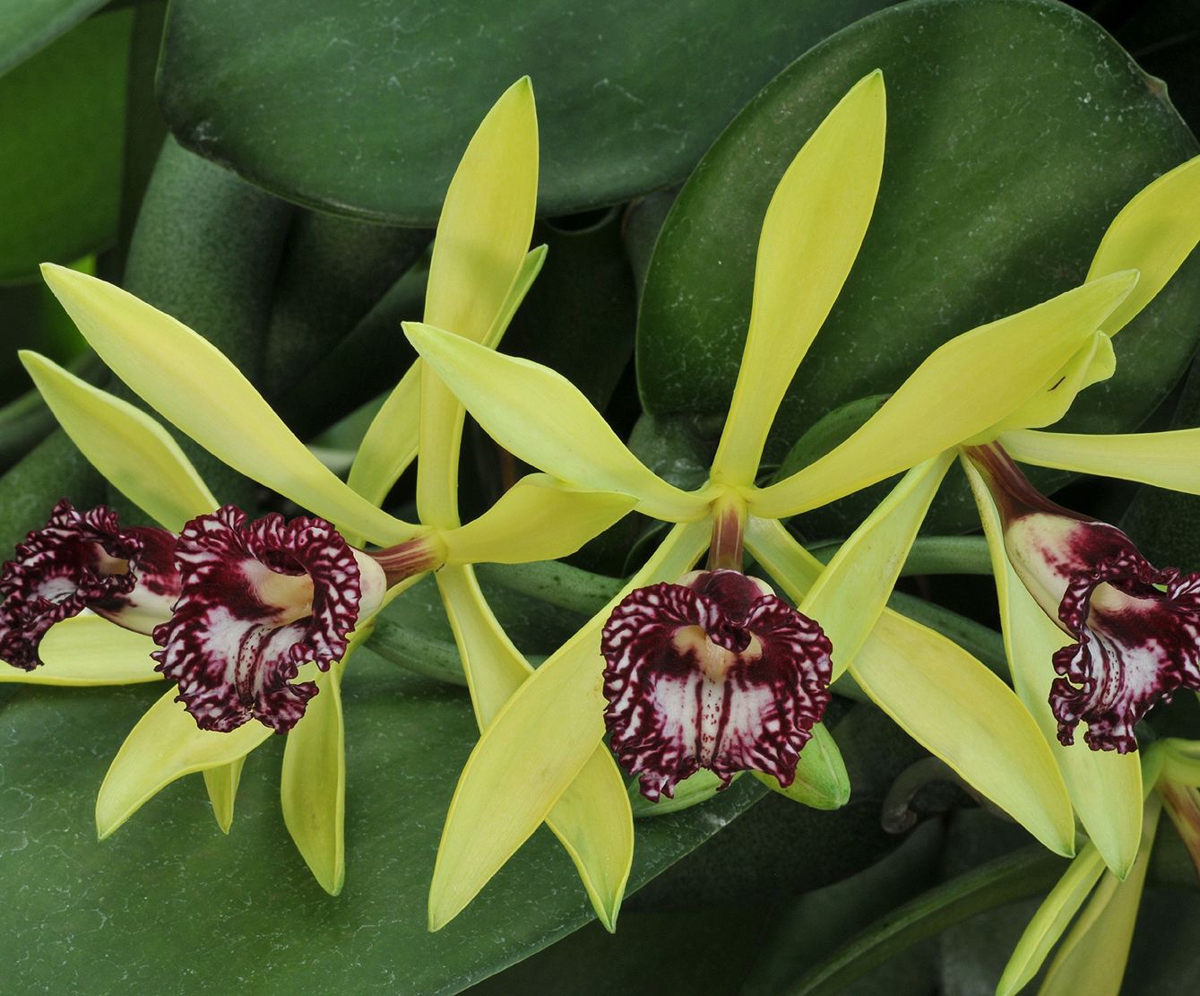 Vanilla imperialis. Close-up.