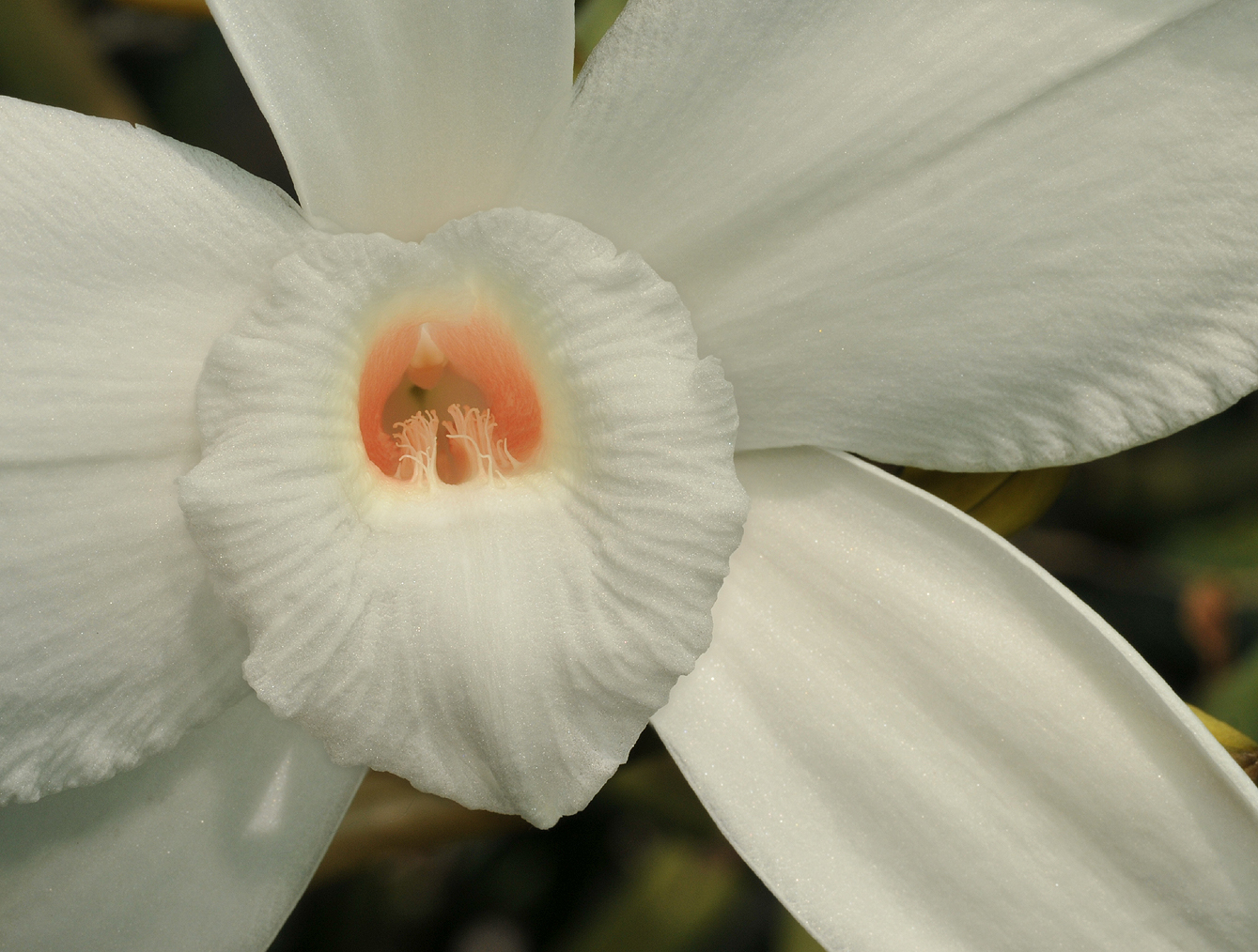 Vanilla cf. madagascariensis. Close-up lip. 