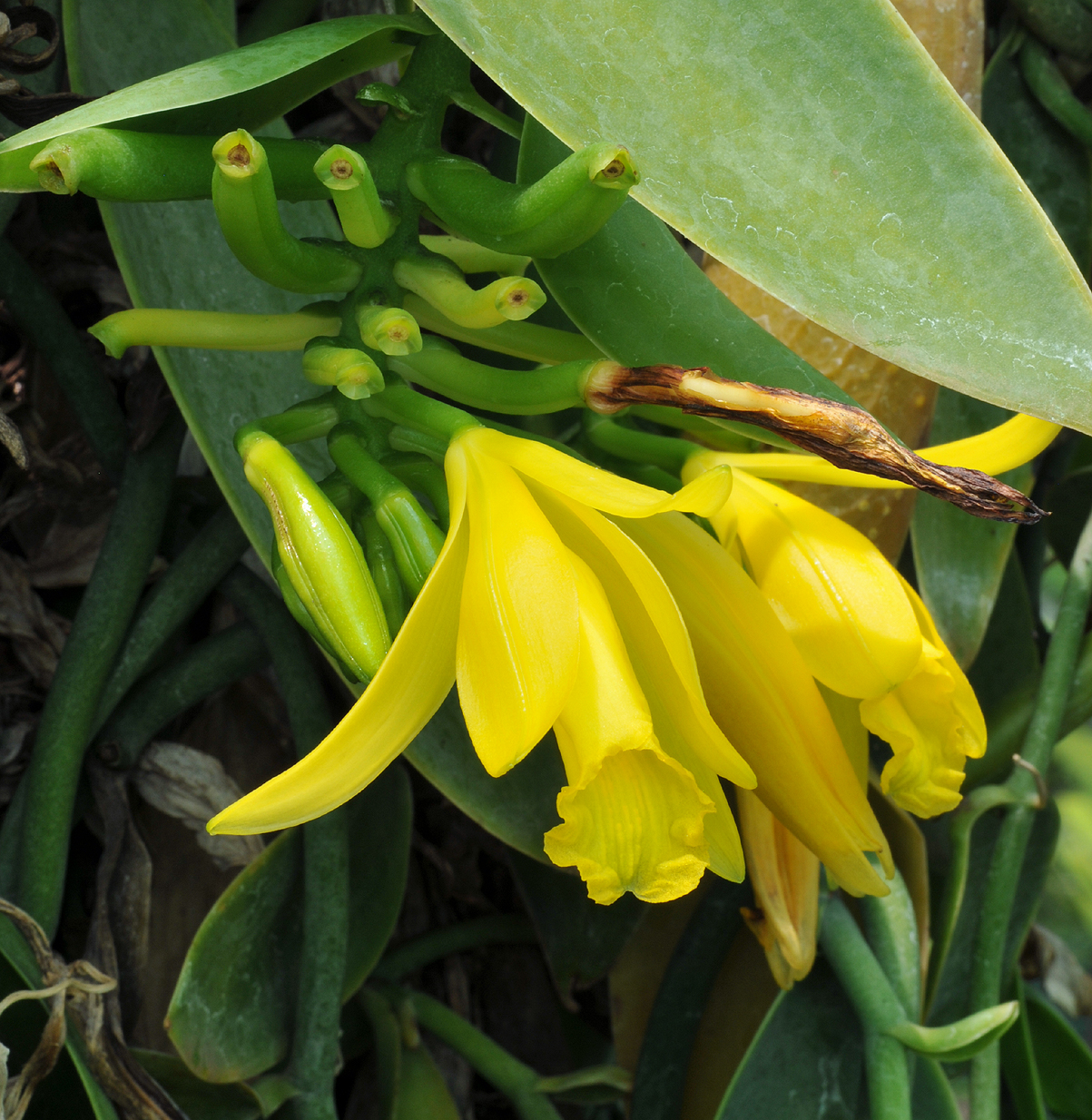 Vanilla palmarum. Closer. 